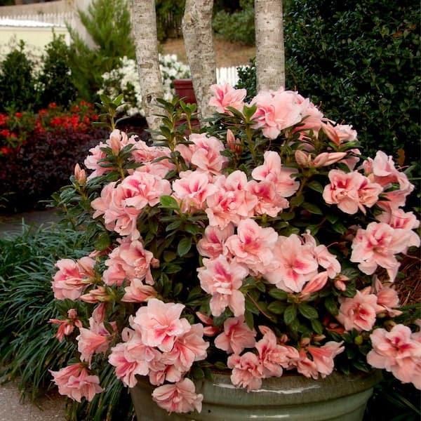 Azalea 'autumn Starburst Encore' - View 38 from www redcrocus com