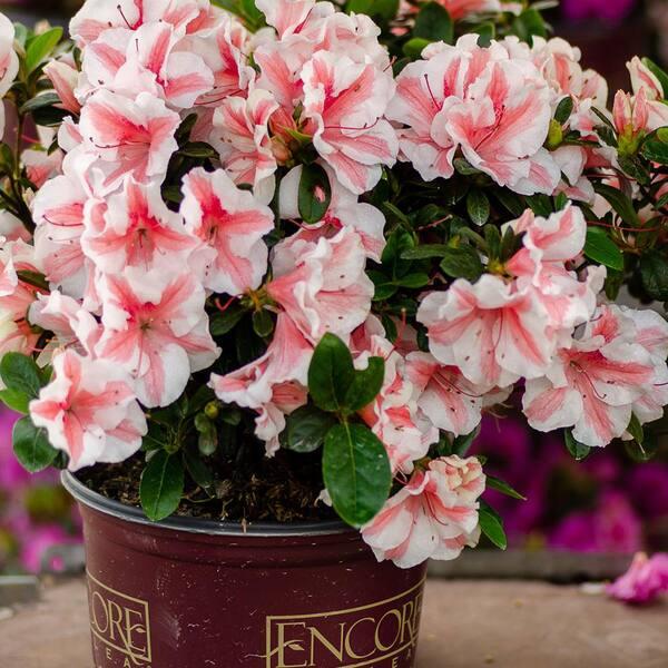Azalea 'autumn Starburst Encore' - View 3 from www redcrocus com