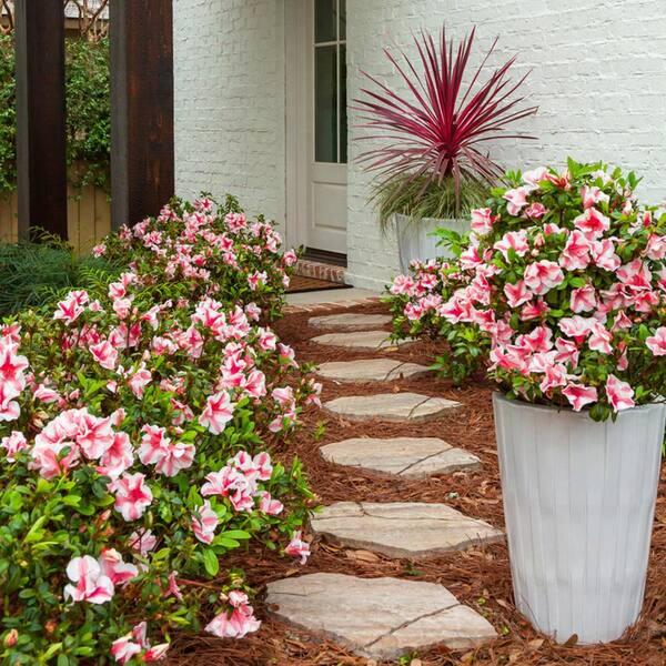 Azalea 'autumn Starburst Encore' - View 4 from www redcrocus com