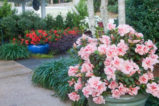 Azalea 'autumn Starburst Encore' - View 5 from www redcrocus com