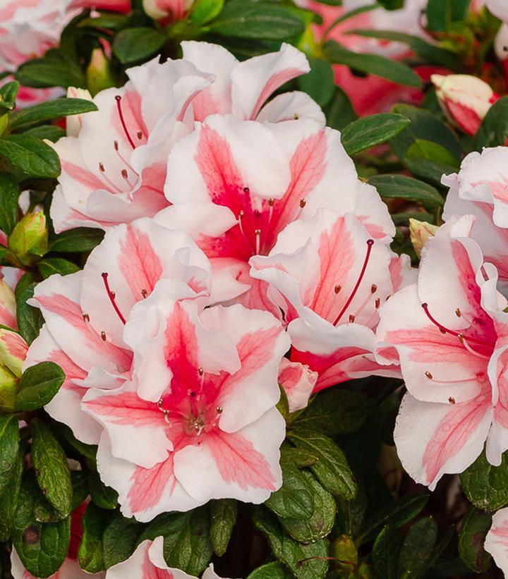 Azalea 'autumn Starburst Encore' - View 9 from www redcrocus com