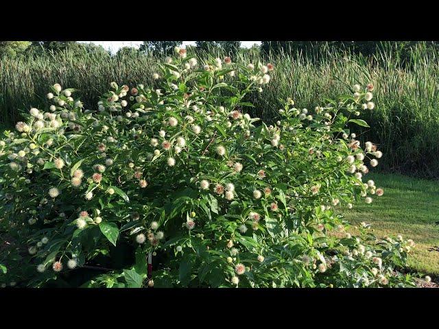 Cephalanthus Occidentalis 'sugar Shack' - View 12 from www redcrocus com