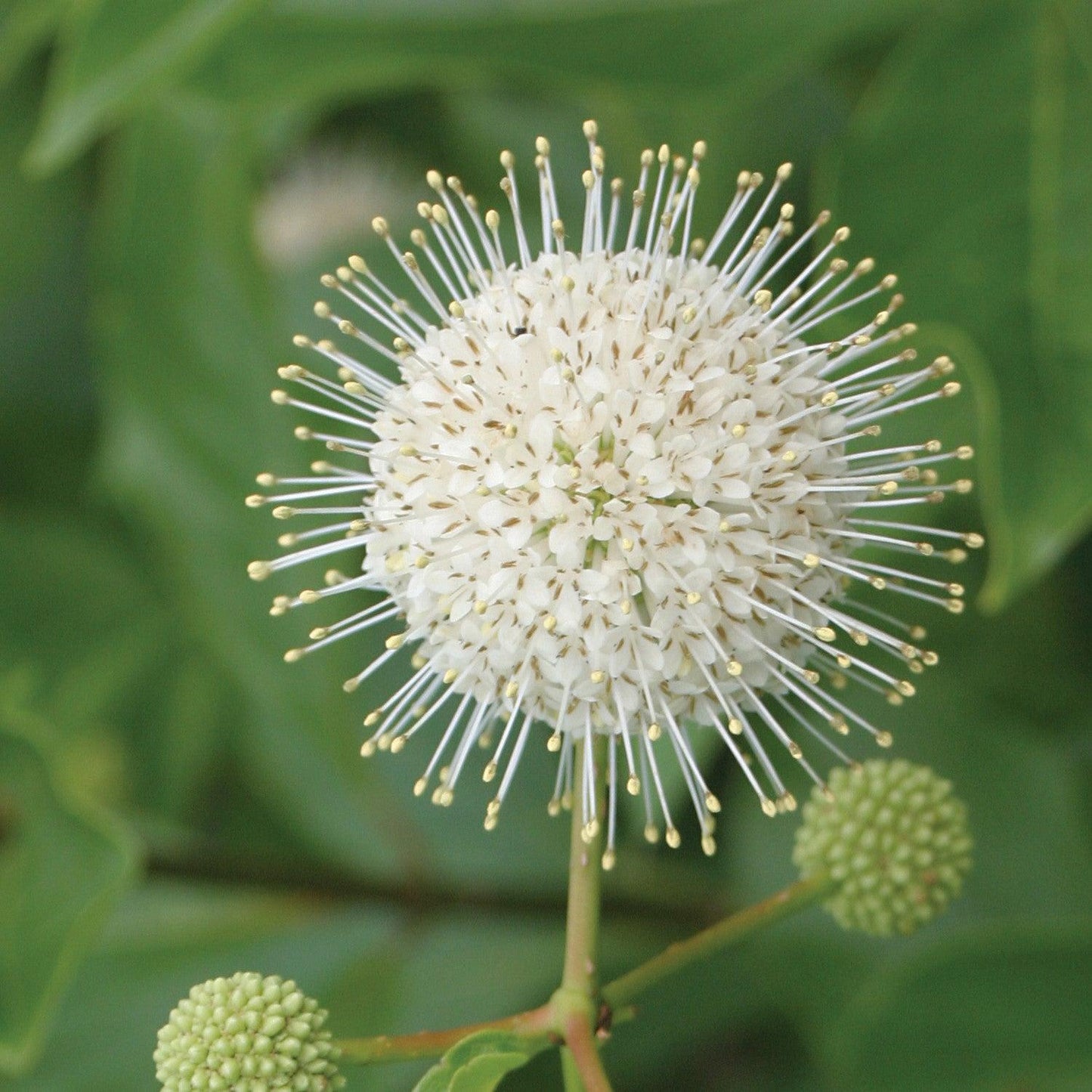 Cephalanthus Occidentalis 'sugar Shack' - View 2 from www redcrocus com