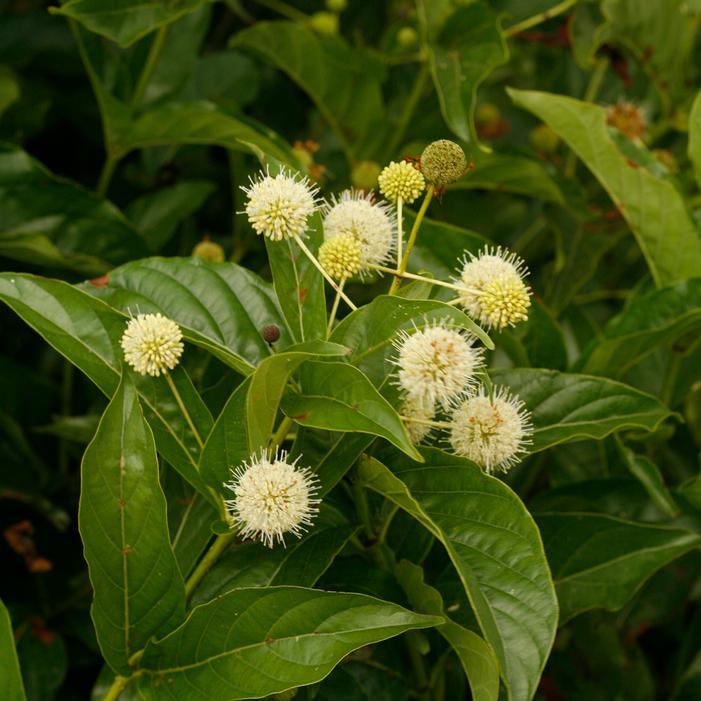 Cephalanthus Occidentalis 'sugar Shack' - View 9 from www redcrocus com