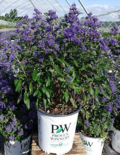 Caryopteris 'beyond Midnight' - View 34 from www redcrocus com