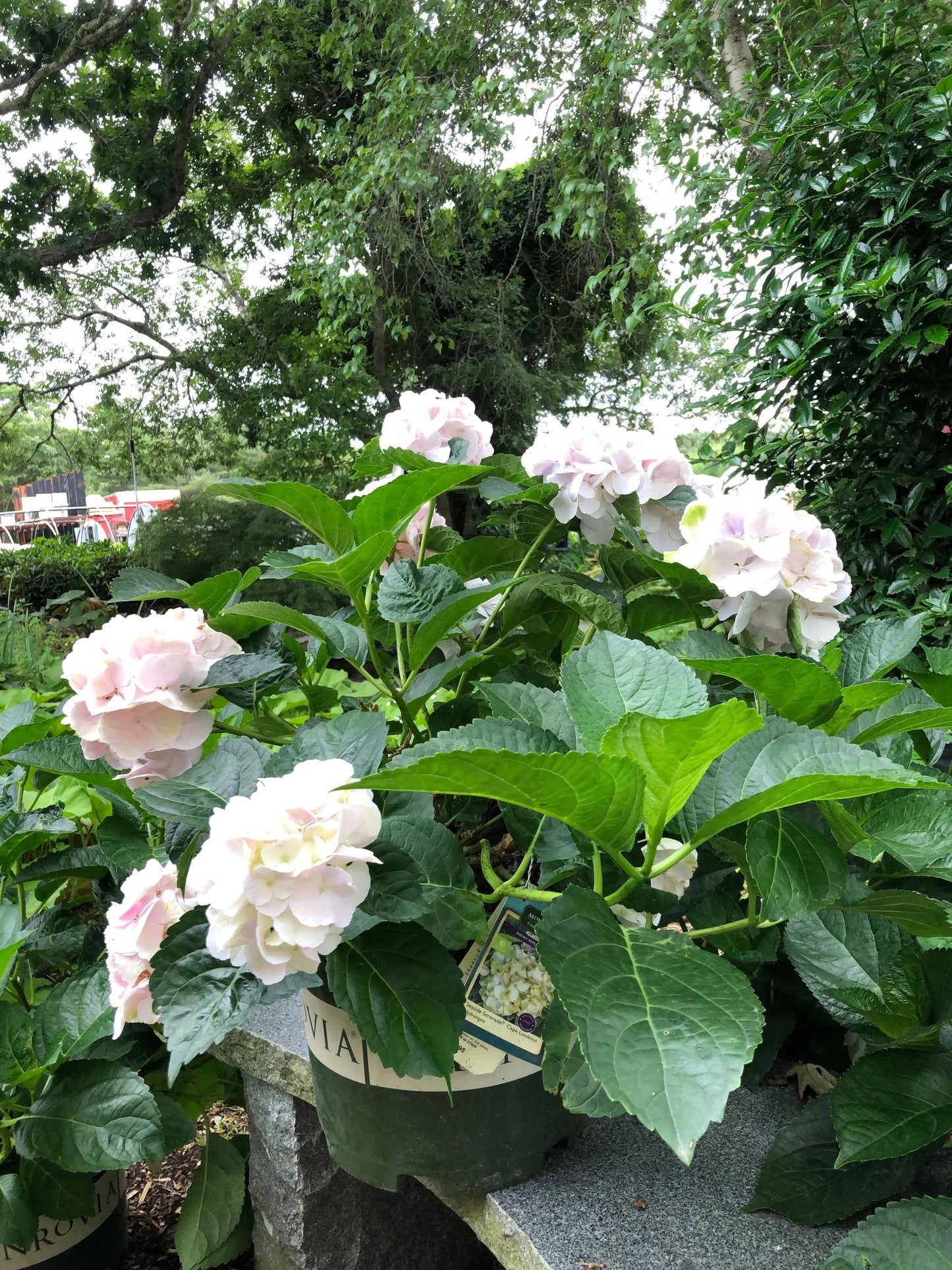 Hydrangea Macrophylla 'seaside Serenade Cape Lookout' - View 29 from www redcrocus com