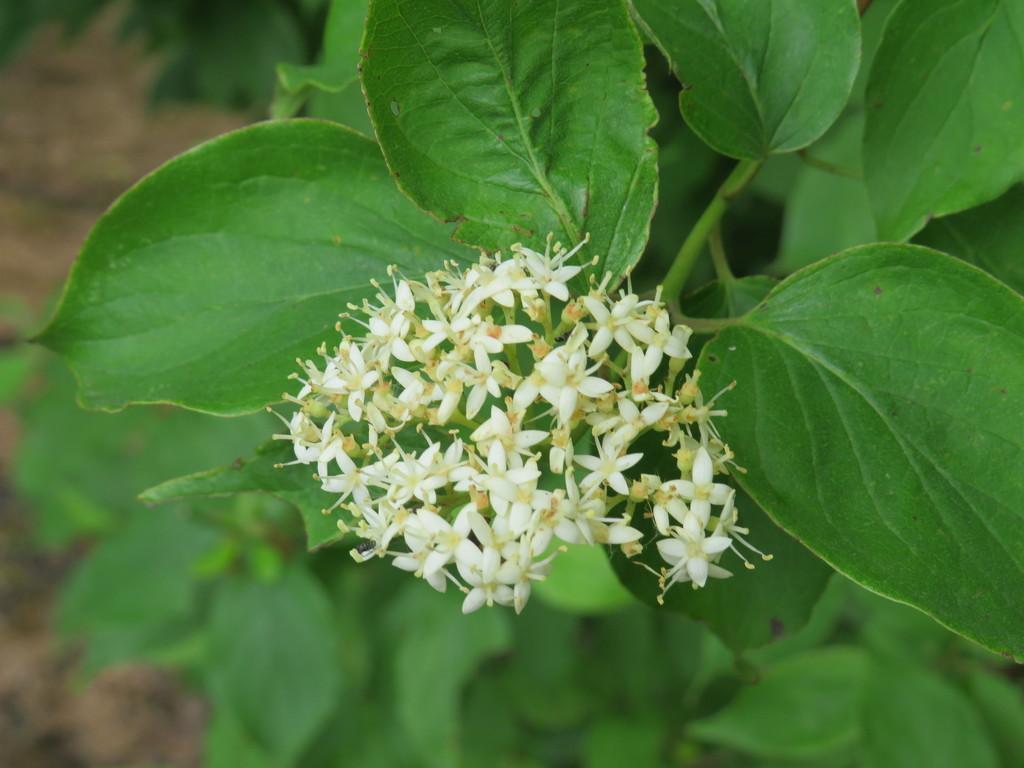 Cornus Drummondii - View 7 from www redcrocus com