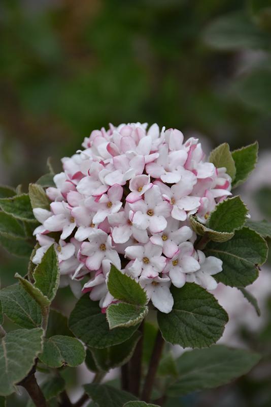 Viburnum Carlesii Sugar N Spice - View 10 from www redcrocus com