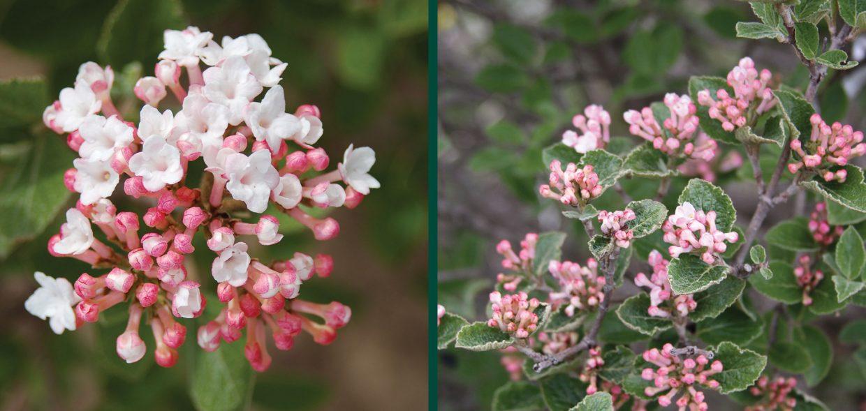 Viburnum Carlesii Sugar N Spice - View 12 from www redcrocus com