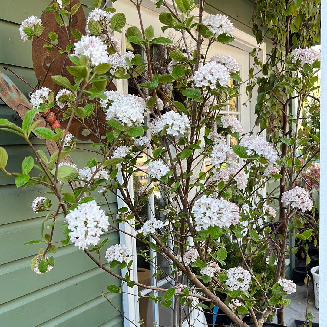 Viburnum Carlesii Sugar N Spice - View 13 from www redcrocus com