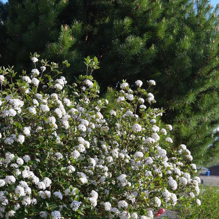 Viburnum Carlesii Sugar N Spice - View 14 from www redcrocus com