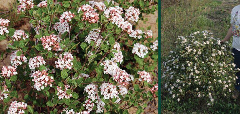Viburnum Carlesii Sugar N Spice - View 15 from www redcrocus com