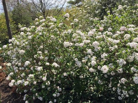 Viburnum Carlesii Sugar N Spice - View 17 from www redcrocus com