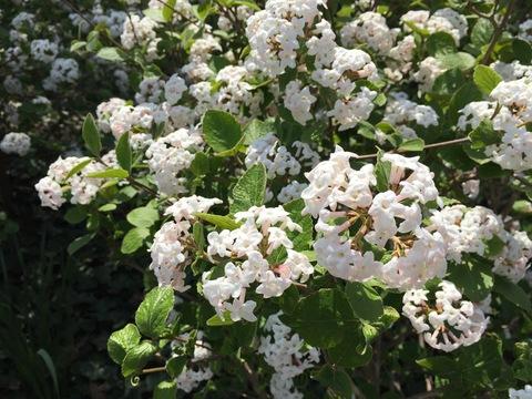 Viburnum Carlesii Sugar N Spice - View 19 from www redcrocus com