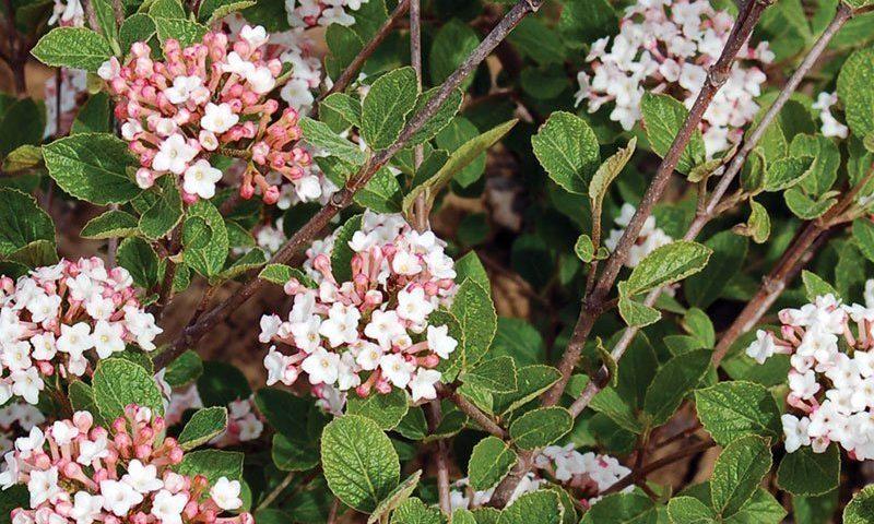 Viburnum Carlesii Sugar N Spice - View 1 from www redcrocus com