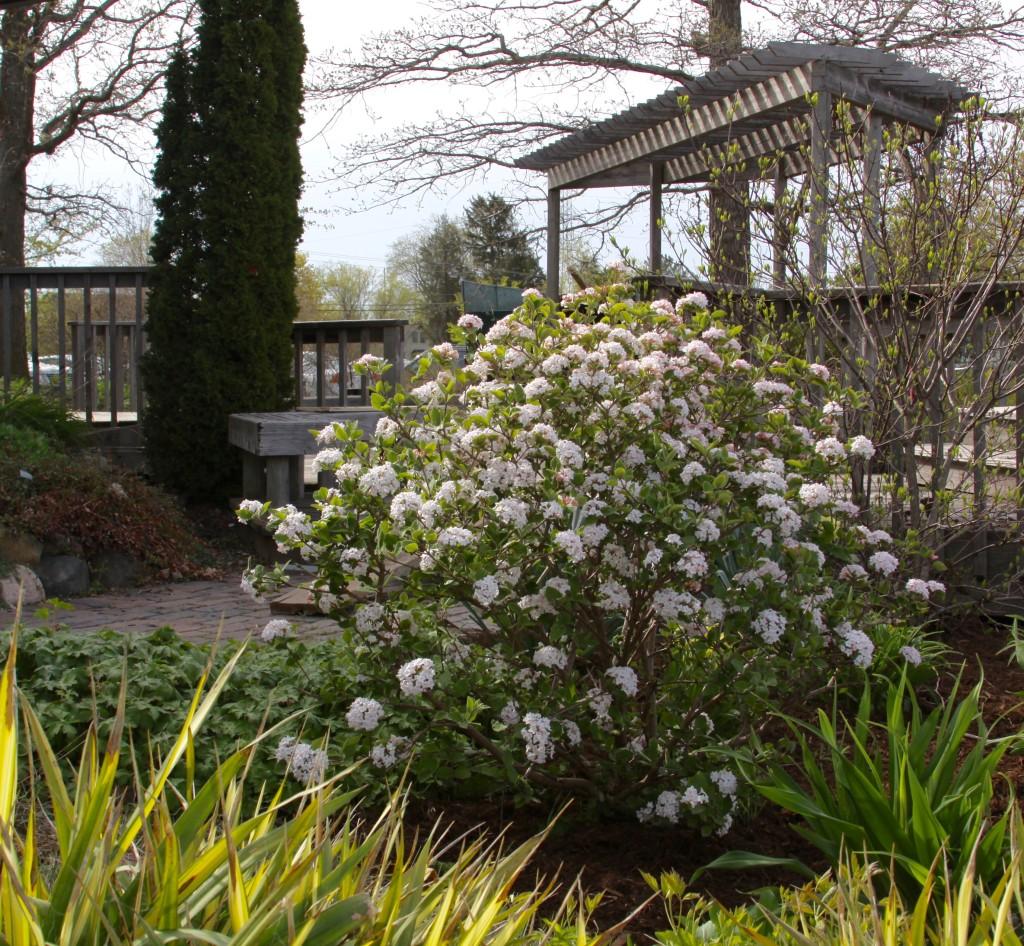 Viburnum Carlesii Sugar N Spice - View 2 from www redcrocus com
