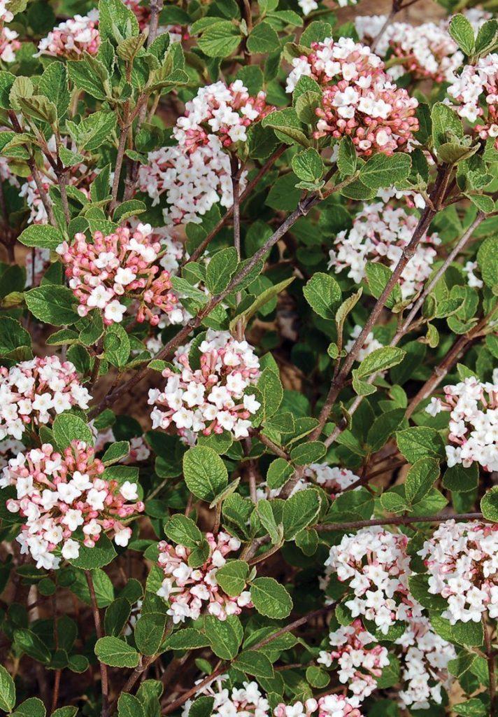 Viburnum Carlesii Sugar N Spice - View 4 from www redcrocus com