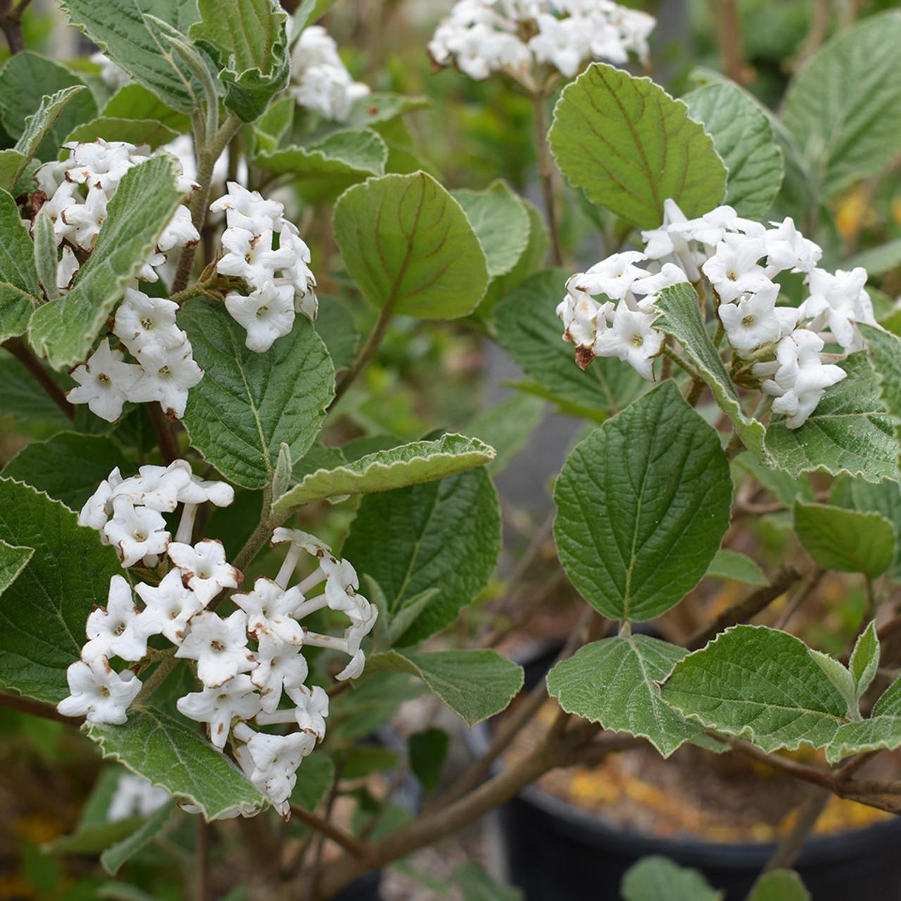 Viburnum Carlesii Sugar N Spice - View 5 from www redcrocus com