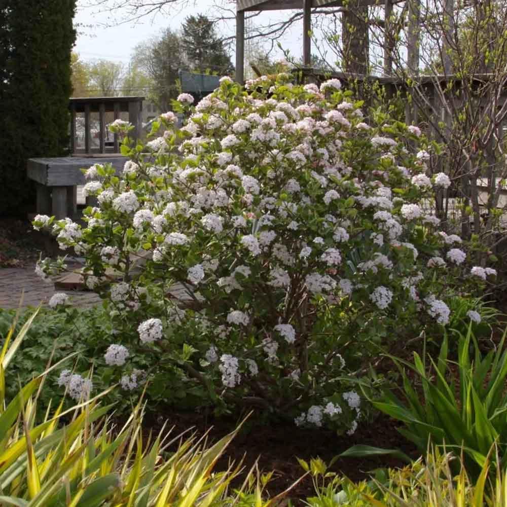 Viburnum Carlesii Sugar N Spice - View 8 from www redcrocus com