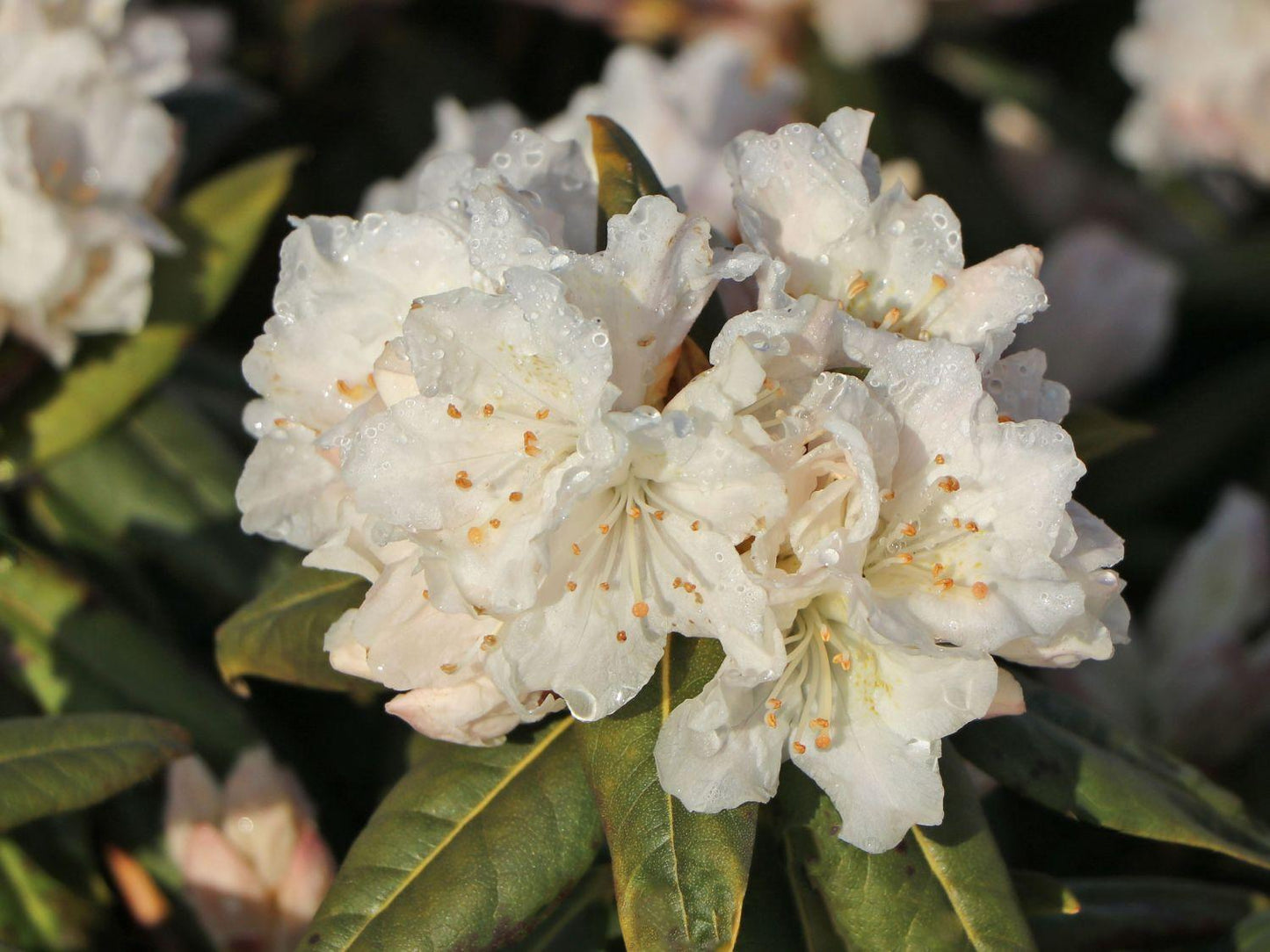Rhododendron Dora Amateis - View 15 from www redcrocus com