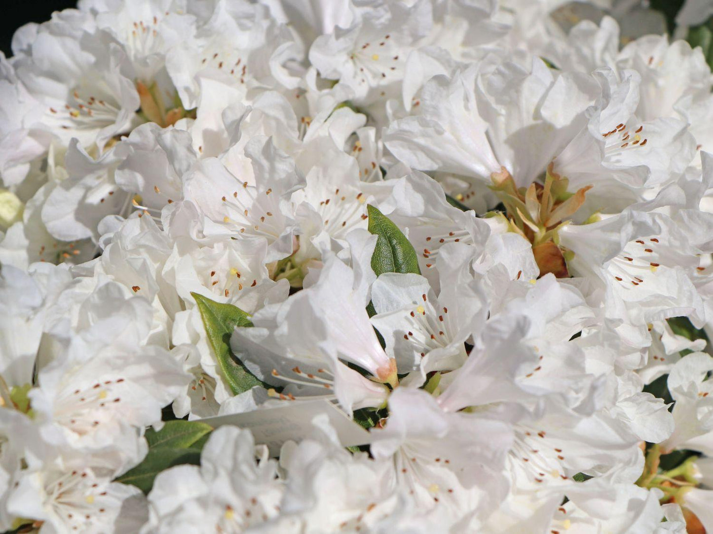 Rhododendron Dora Amateis - View 16 from www redcrocus com
