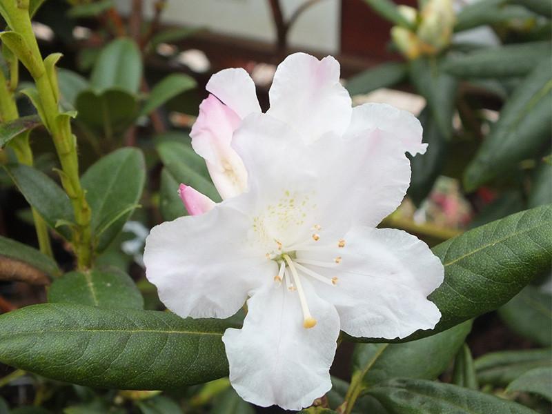 Rhododendron Dora Amateis - View 3 from www redcrocus com