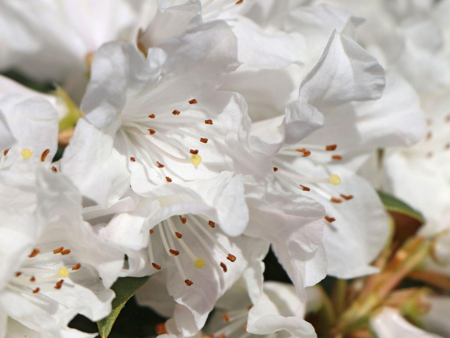 Rhododendron Dora Amateis - View 5 from www redcrocus com
