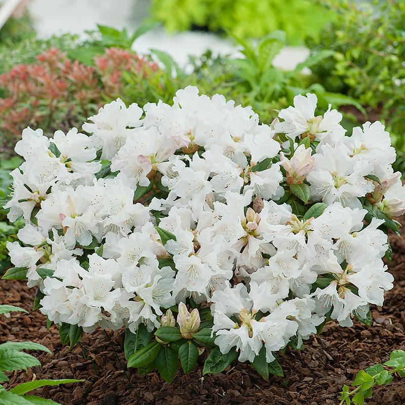 Rhododendron Dora Amateis - View 8 from www redcrocus com