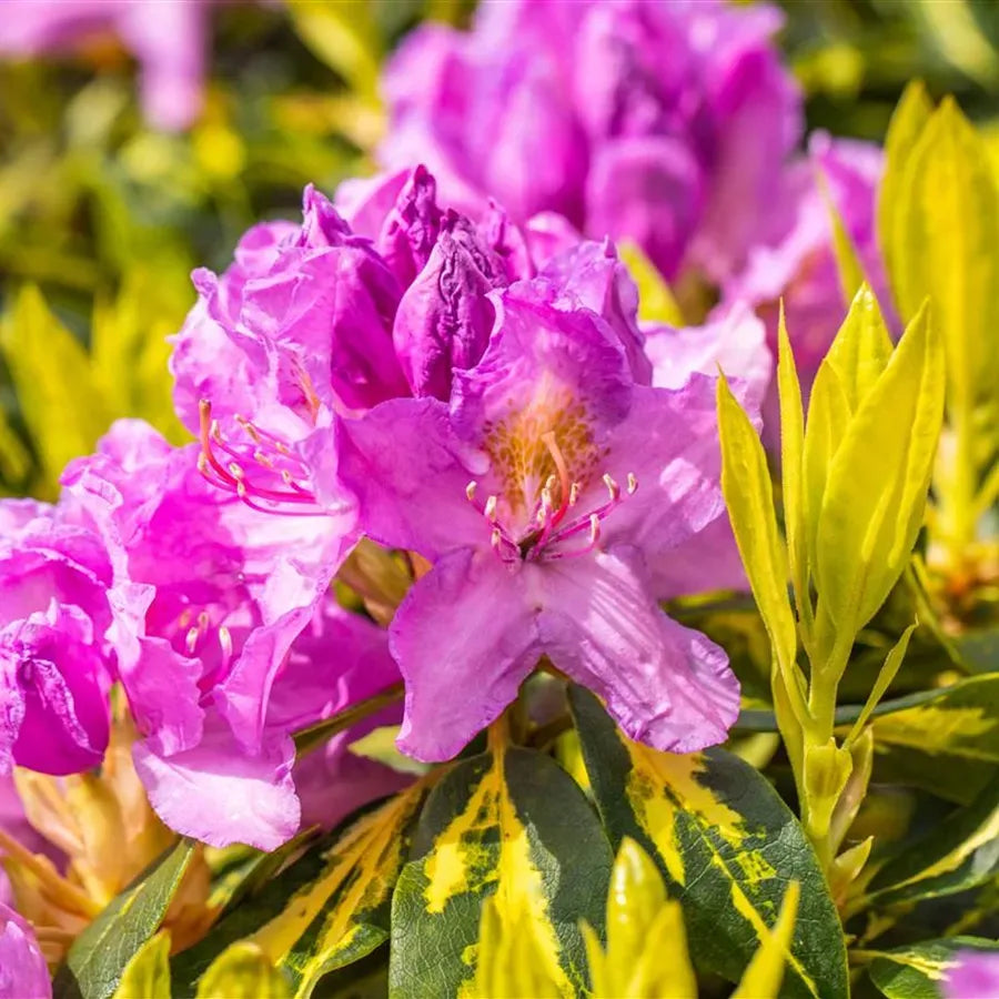 Rhododendron Goldflimmer - View 13 from www redcrocus com