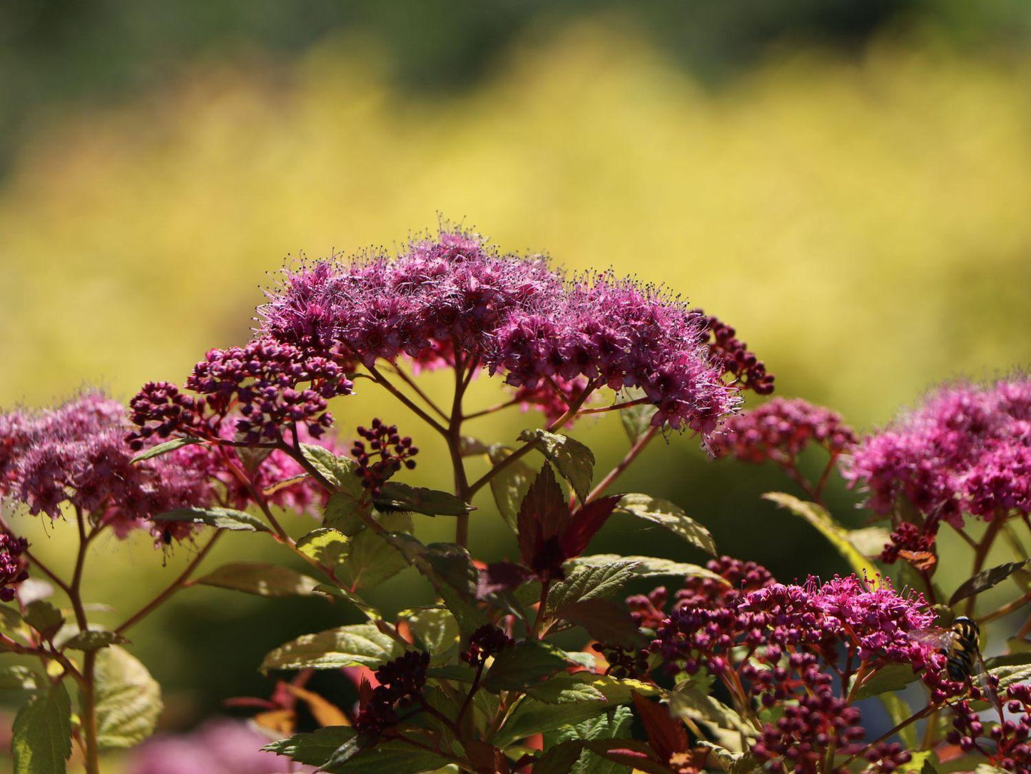 Spirea Japonica Magic Carpet - View 16 from www redcrocus com