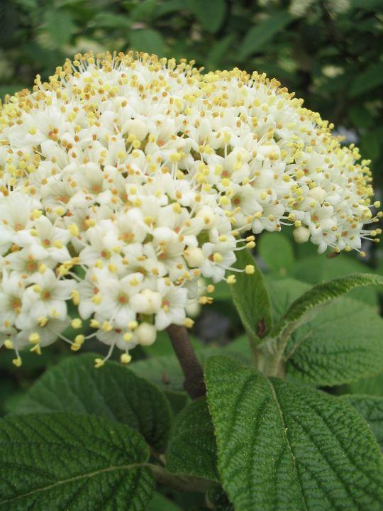 Viburnum Rhytidophylloides Alleghany - View 15 from www redcrocus com