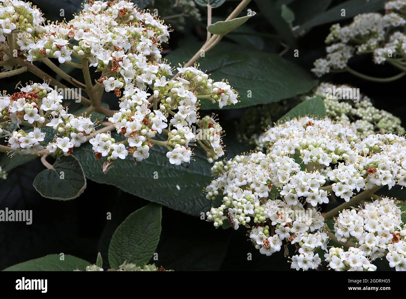 Viburnum Rhytidophylloides Alleghany - View 3 from www redcrocus com