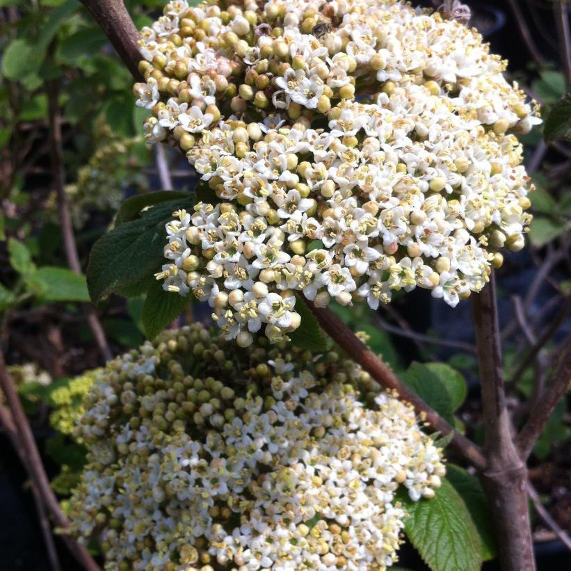 Viburnum Rhytidophylloides Alleghany - View 4 from www redcrocus com
