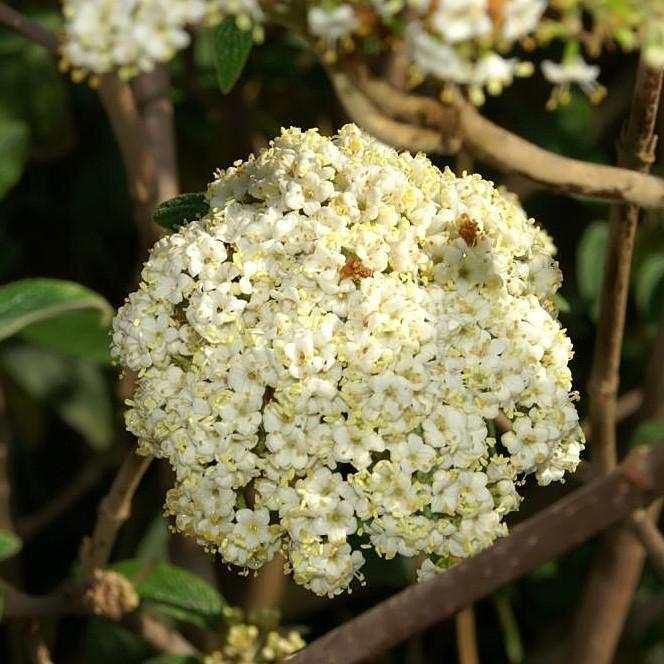 Viburnum Rhytidophylloides Alleghany - View 8 from www redcrocus com