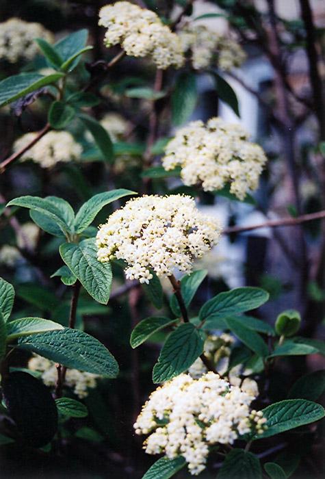 Viburnum Rhytidophylloides Alleghany - View 9 from www redcrocus com