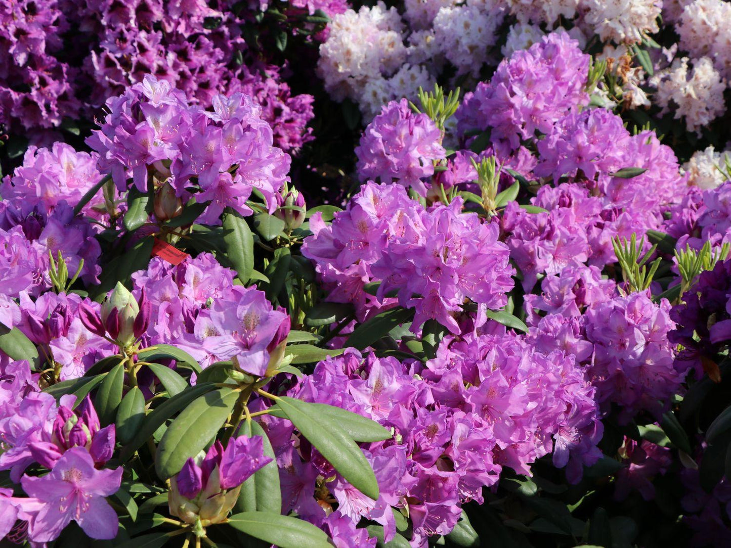 Rhododendron Boursault - View 10 from www redcrocus com