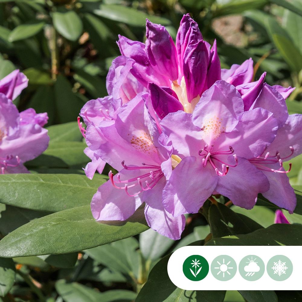 Rhododendron Boursault - View 11 from www redcrocus com