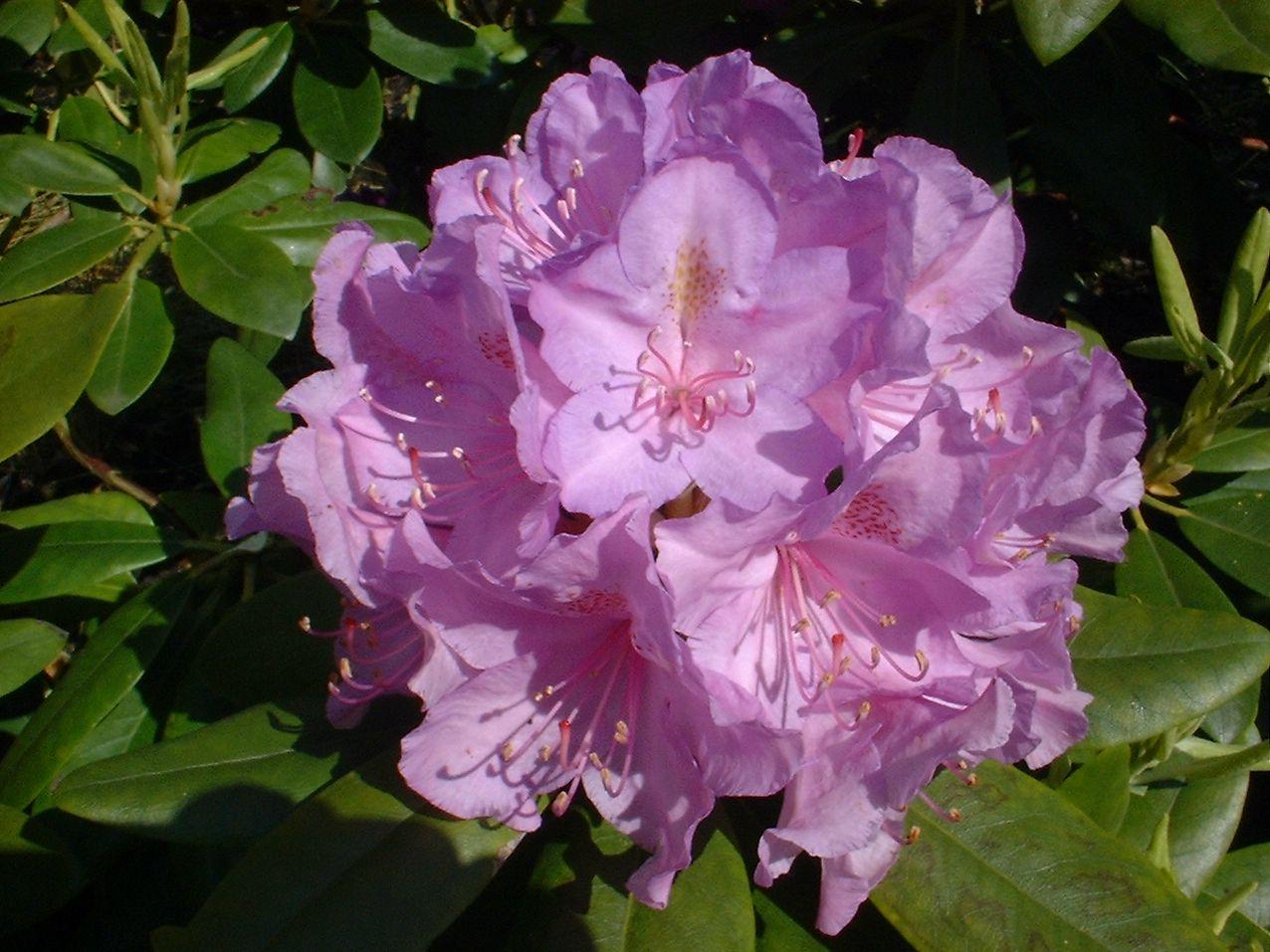 Rhododendron Boursault - View 12 from www redcrocus com