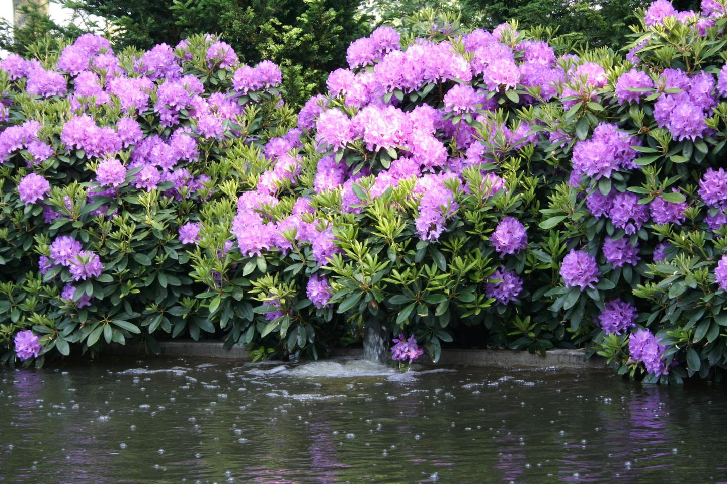 Rhododendron Boursault - View 16 from www redcrocus com