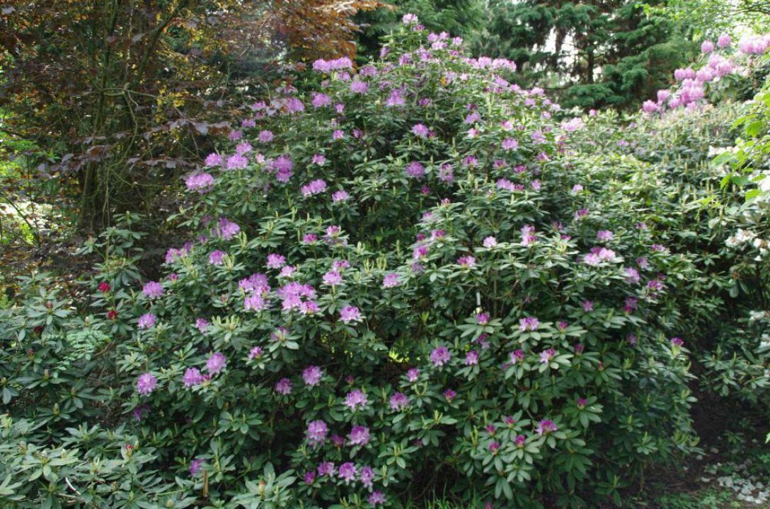 Rhododendron Boursault - View 17 from www redcrocus com