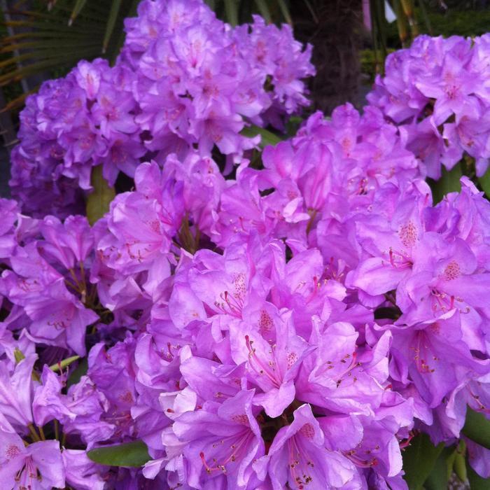 Rhododendron Boursault - View 18 from www redcrocus com