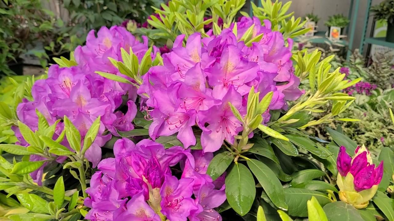 Rhododendron Boursault - View 4 from www redcrocus com