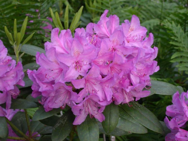 Rhododendron 'boursault' - View 13 from www redcrocus com