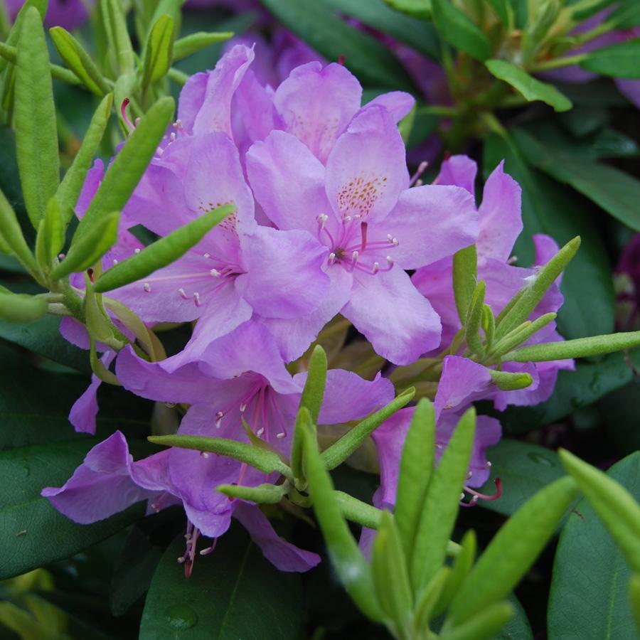 Rhododendron 'boursault' - View 14 from www redcrocus com
