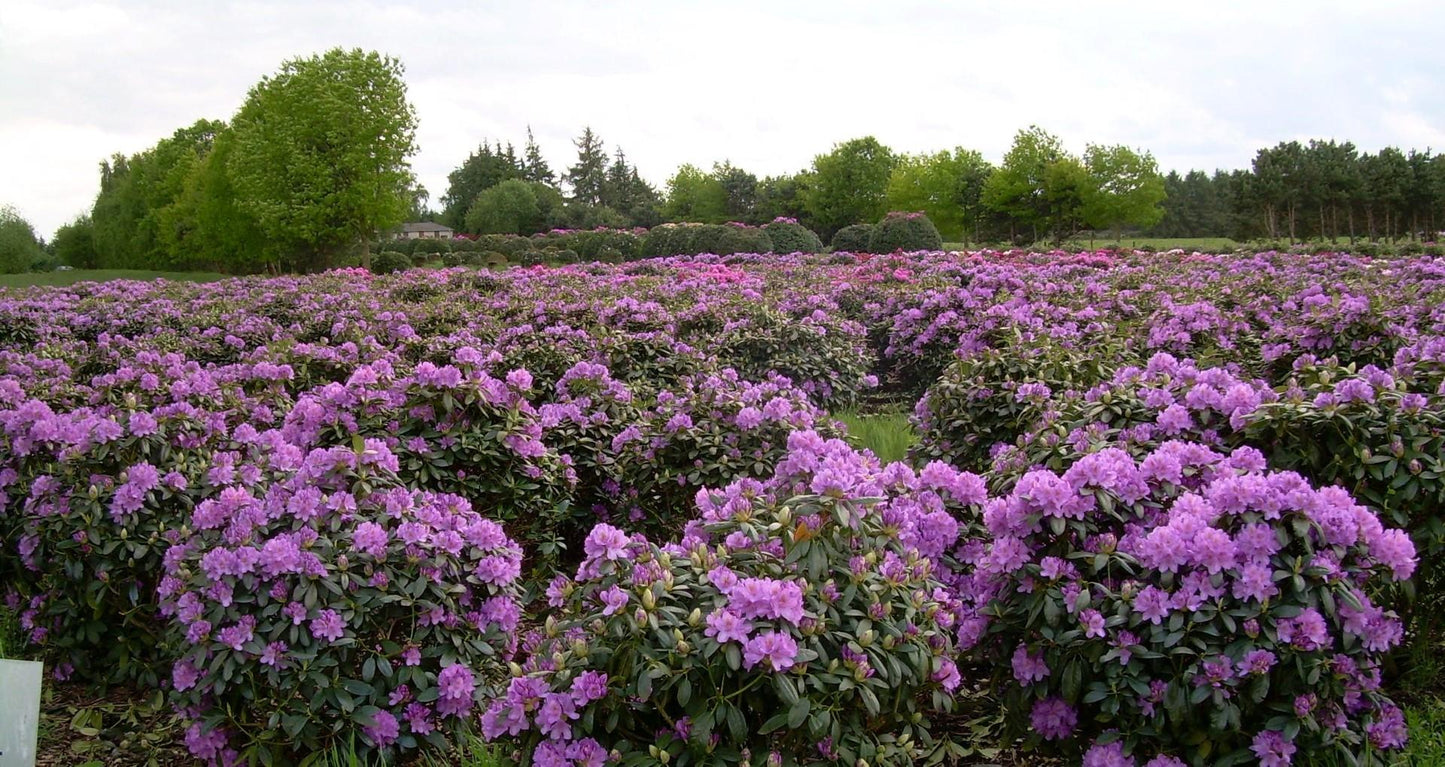 Rhododendron 'boursault' - View 16 from www redcrocus com