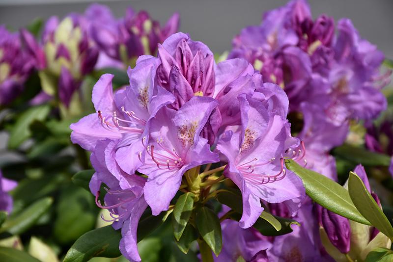 Rhododendron 'boursault' - View 17 from www redcrocus com