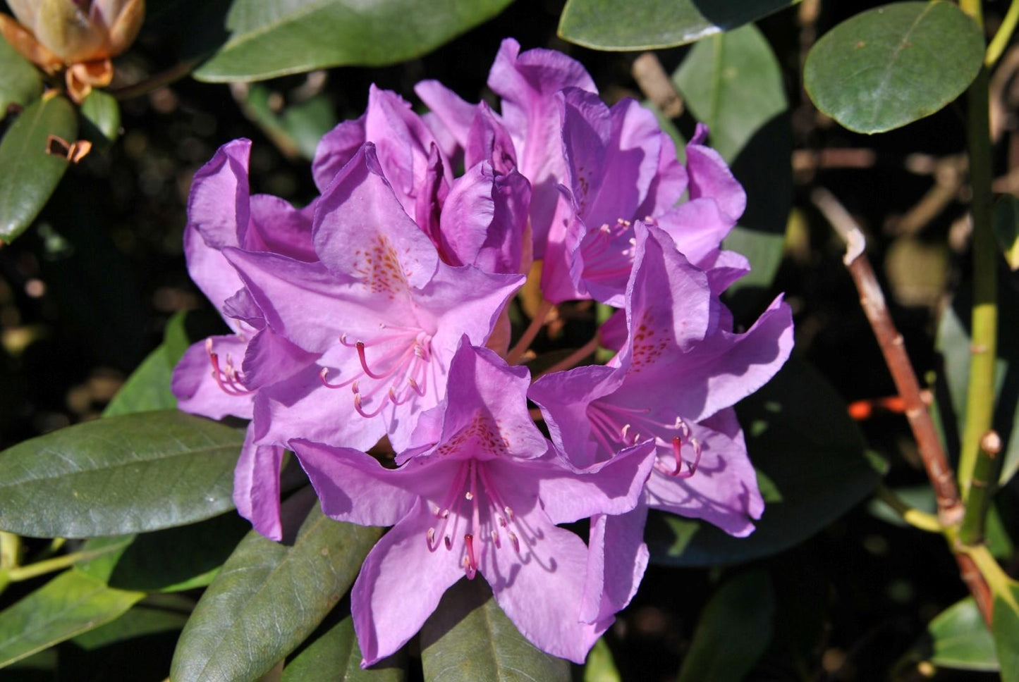 Rhododendron 'boursault' - View 2 from www redcrocus com