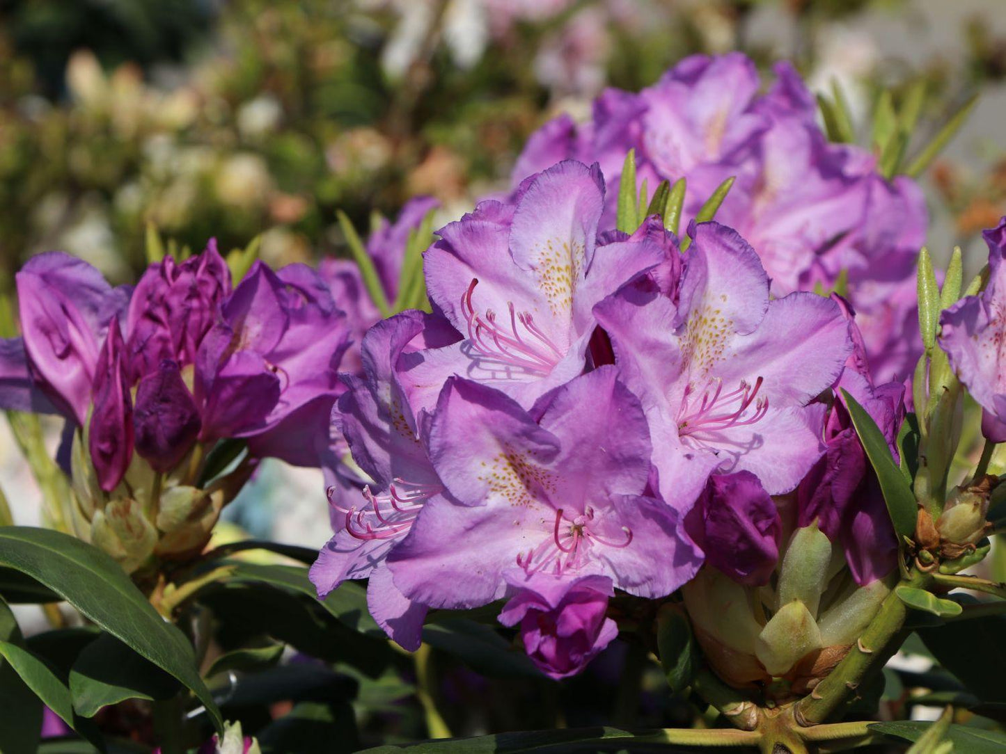 Rhododendron 'boursault' - View 4 from www redcrocus com