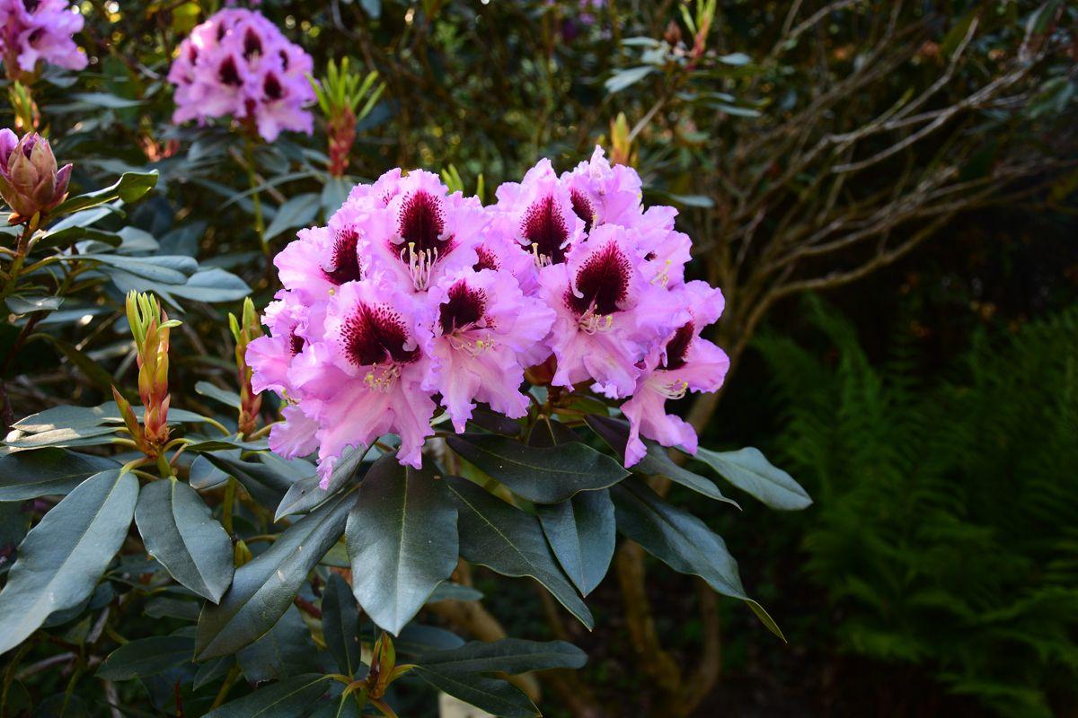 Rhododendron Kabarett - View 6 from www redcrocus com