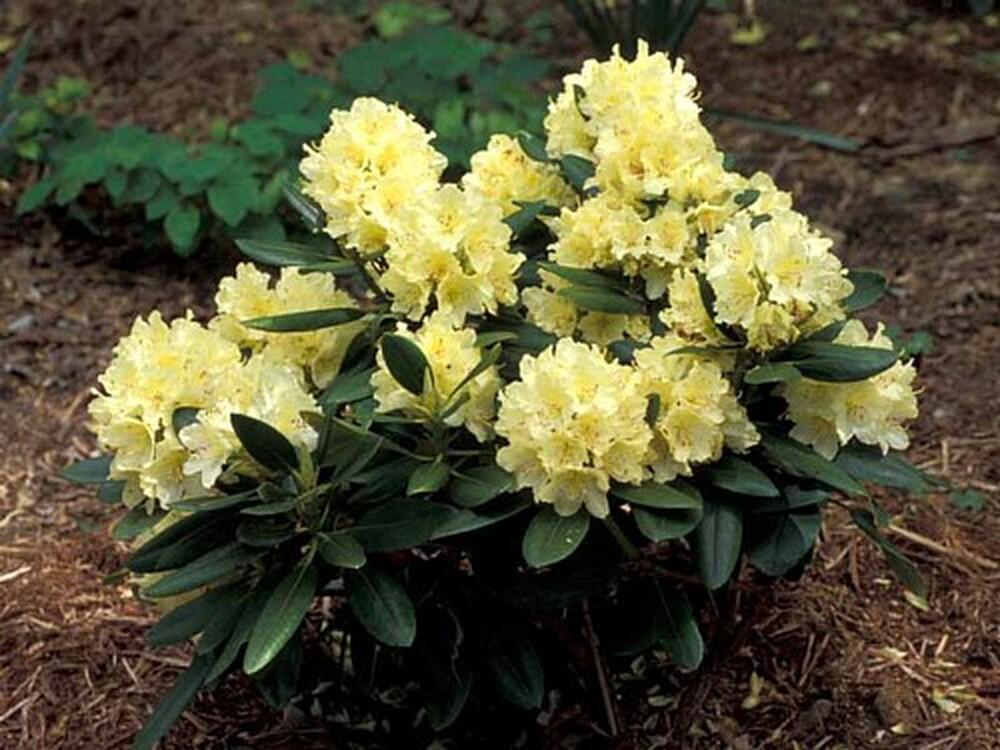 Rhododendron Lemon Dream - View 10 from www redcrocus com